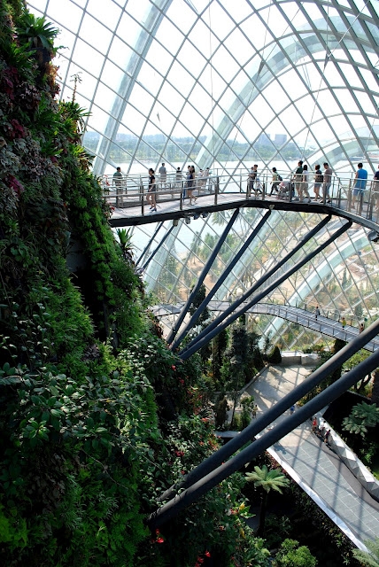 Cloud Forest 