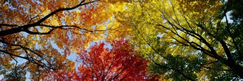 Colorful Trees in Fall, Autumn, Low Angle View Poster