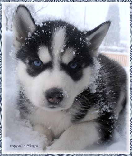 snow puppies husky puppy in the snow favething snow puppies husky puppy in the snow favething