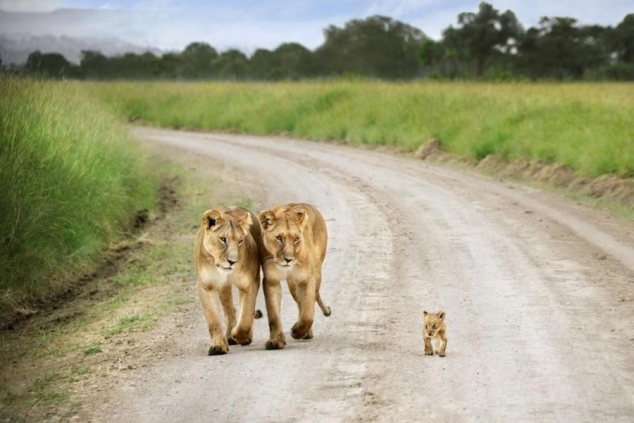 Cute lion cub walking down the road