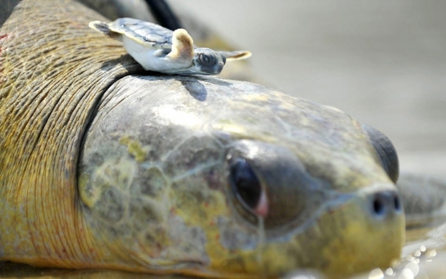 Cutest baby turtle learning the moves