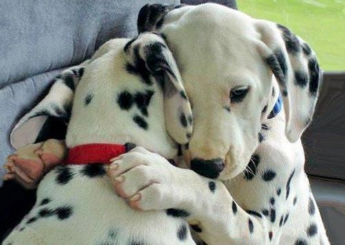 Dalmation Puppies