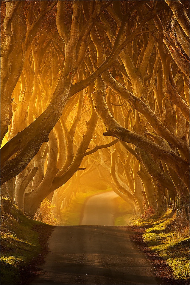Dark hedges antrim in Ireland