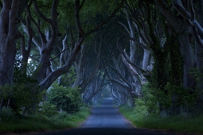 Dark hedges antrim in Ireland - Image 2