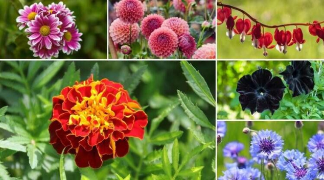 Delight in Nature’s Beauty with Flowering Plants