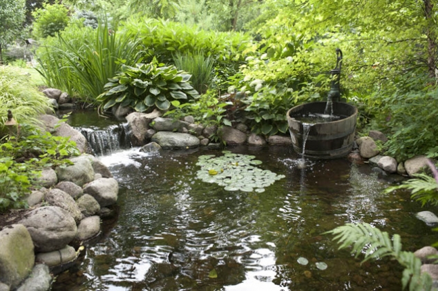 Design Your Dream Pond
