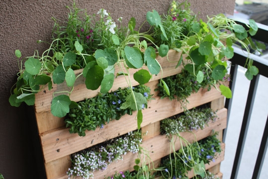 DIY Small Space Pallet Garden