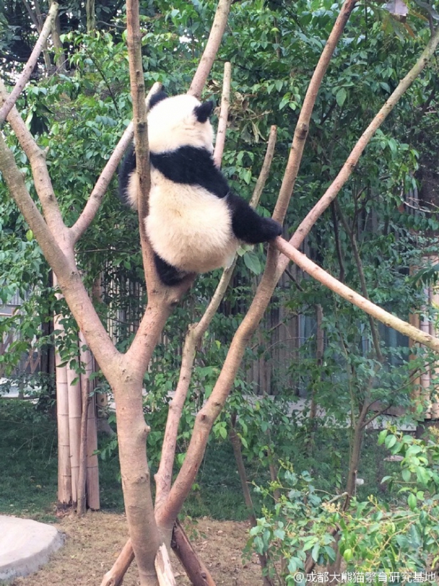 Do you want to climb the tree? I can teach you.