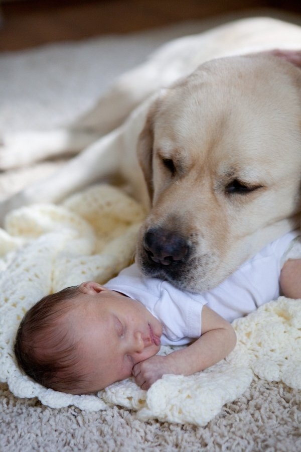 Dogs are the best babysitters