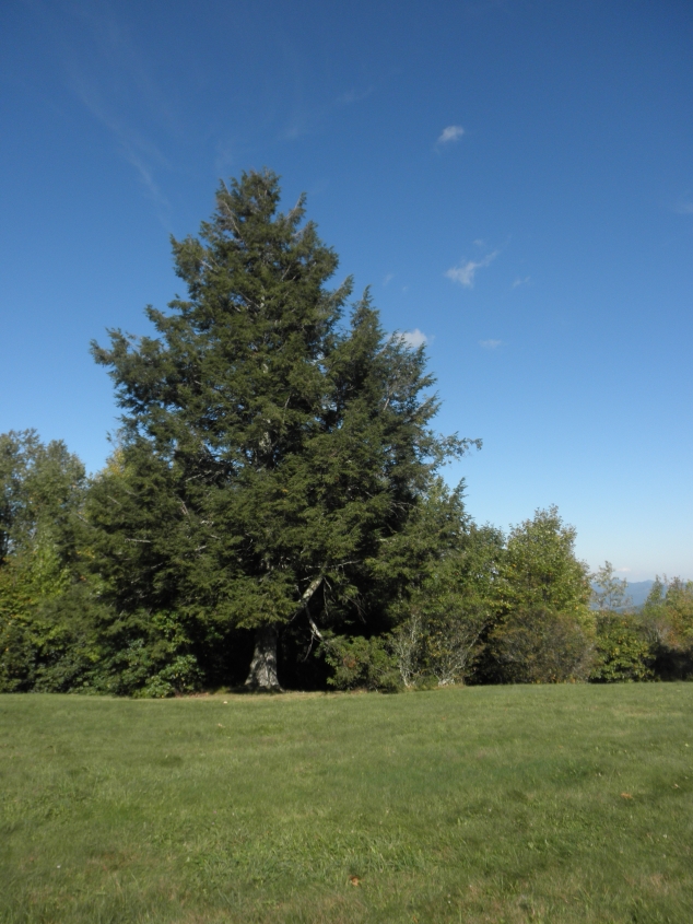 Eastern Hemlock