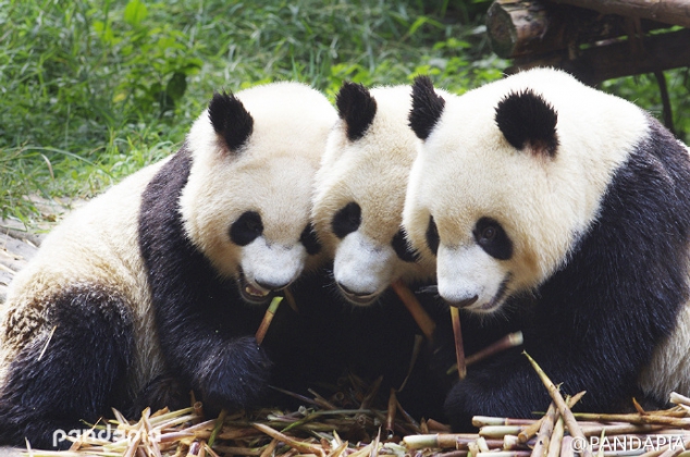 Eating together is a nice thing - Image 2
