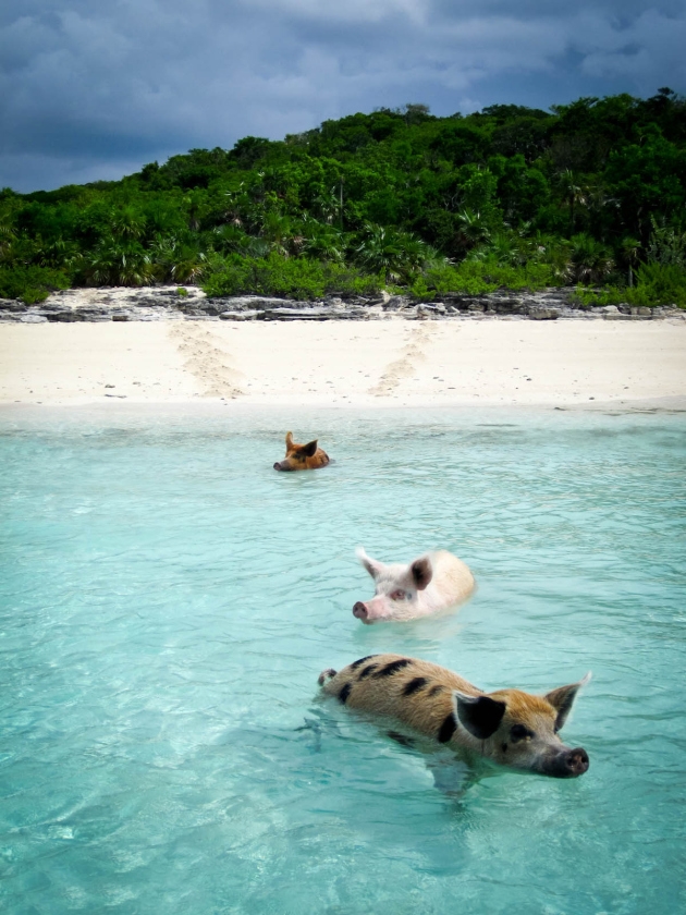 Exuma Banks, Big Major Cay, Bahamas