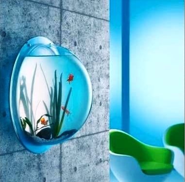 Fish on a Wall