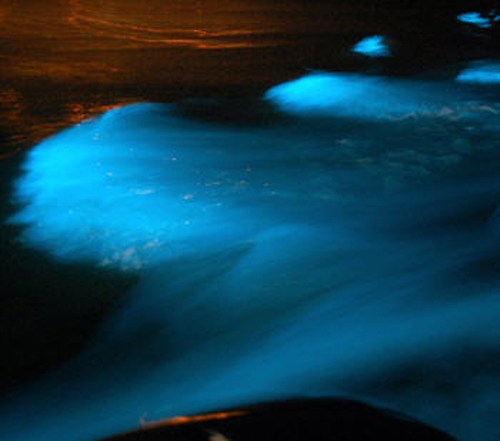 Glistening Waters (Luminous Lagoon) in Falmouth, Jamaica