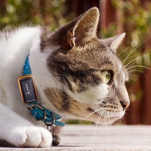 GPS Pet Tracker