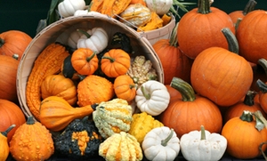 Health Benefits of Pumpkin for Dogs - Image 3