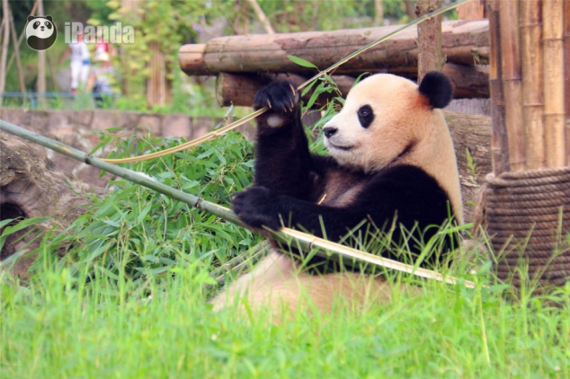 How could there be such delicious food on the earth - Image 2