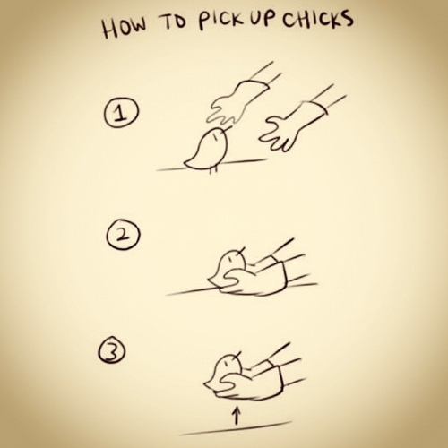 How to pick up chicks