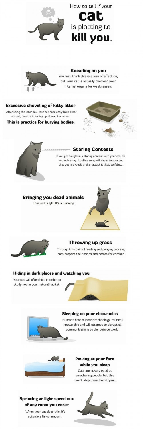 How to tell if your cat is planning on killing you