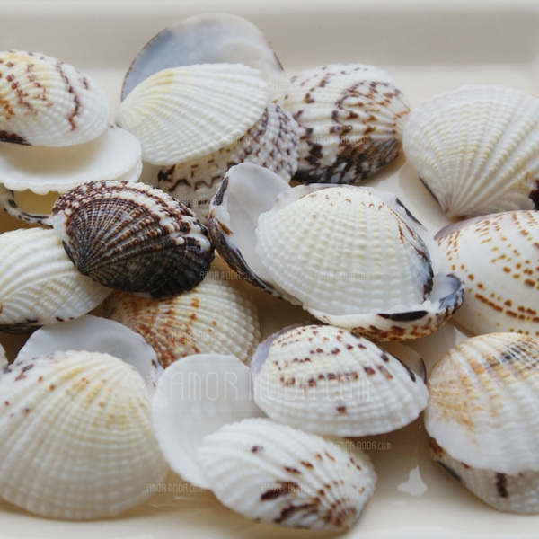 http://www.amormoda.ru/Beach-Theme-Shell-Unique-Wedding-Decor-Set-Of-4-Packs-40-Pieces-Pack-13103684