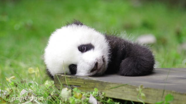  I am Zhen duo duo, these are my head shot. Am I cute? - Image 2