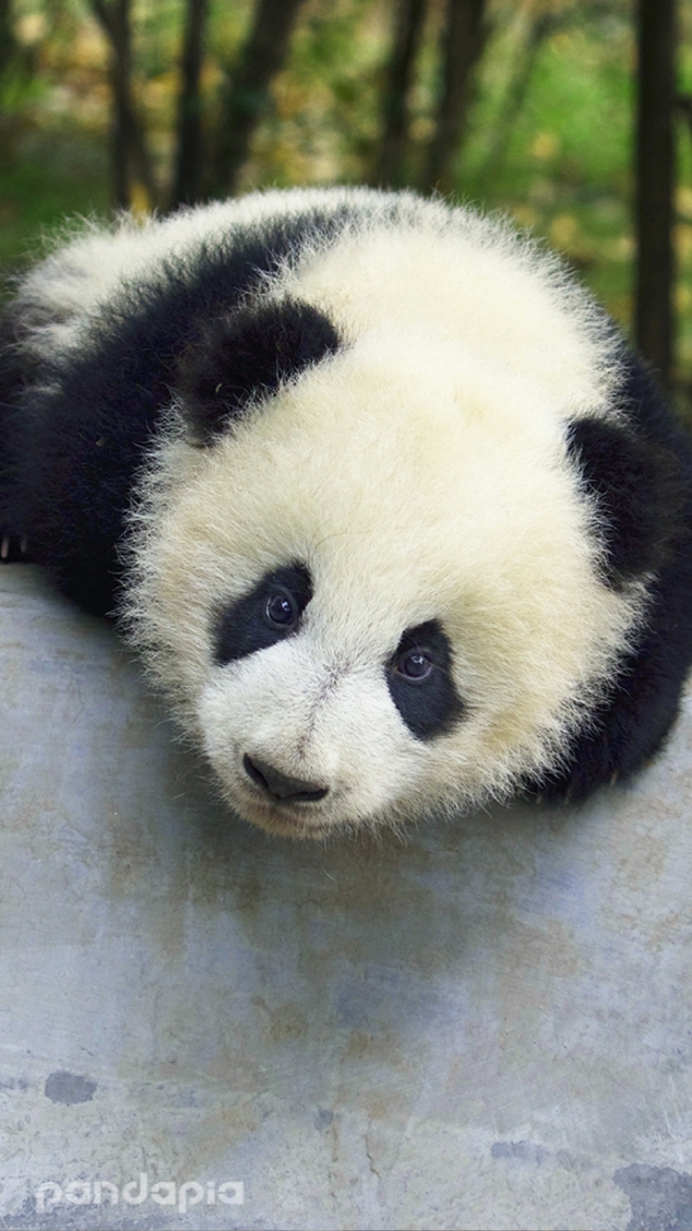  I am Zhen duo duo, these are my head shot. Am I cute? - Image 3