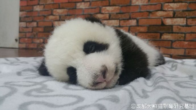 I want to keep on sleeping, I do not want get up. - Image 2