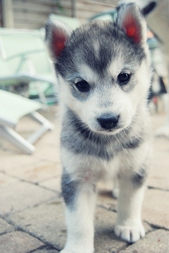 Klee Kai puppy