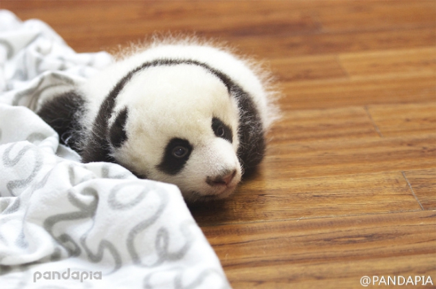  Look at my innocent eyes and tell me, do you like me? - Image 2
