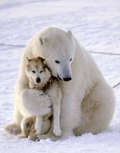 Polar bear giving a bear hug to a husky dog - FaveThing.com