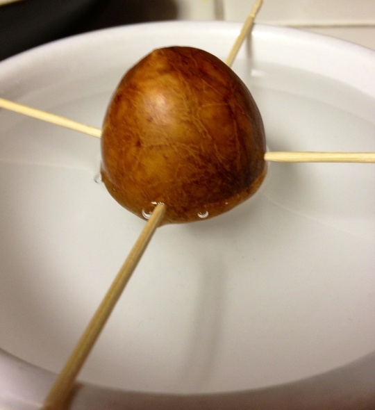 Grow Your Own Avocado Tree