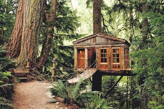 More than a treehouse a tree home