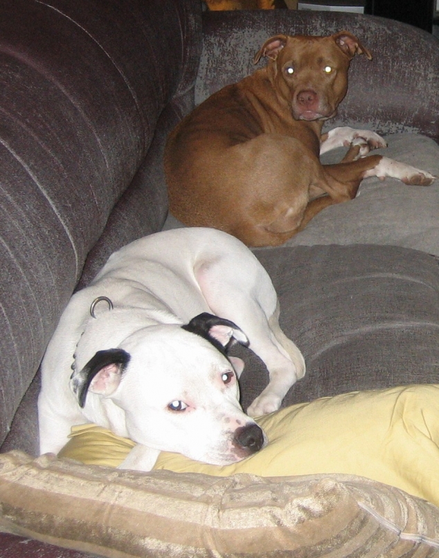 Snoopy and Havick