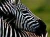 Zebras