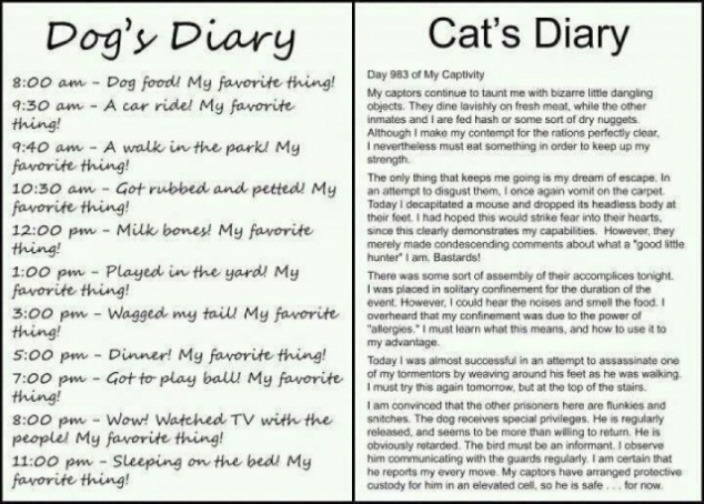 diary vs cat diary diary vs cat diary favething diary vs cat diary diary vs cat diary favething