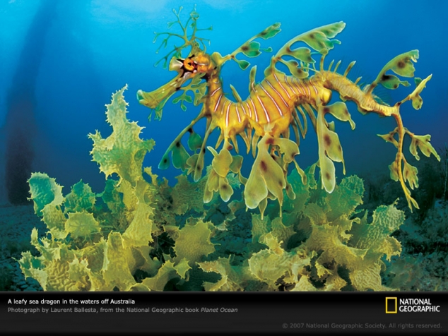 Leafy Sea Dragon