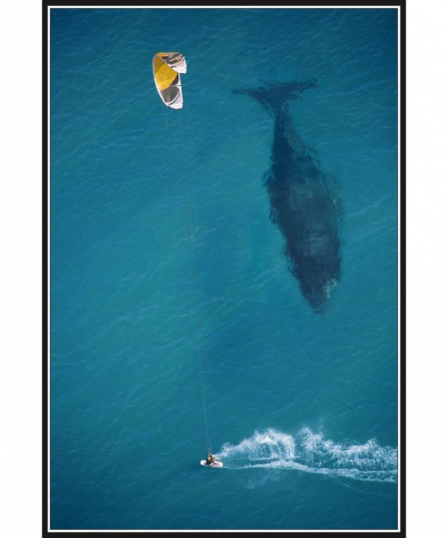 Kiteboarder passes unknowingly past whale