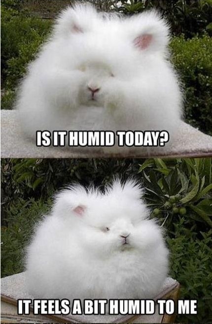 Is it Humid Today? - FaveThing.com