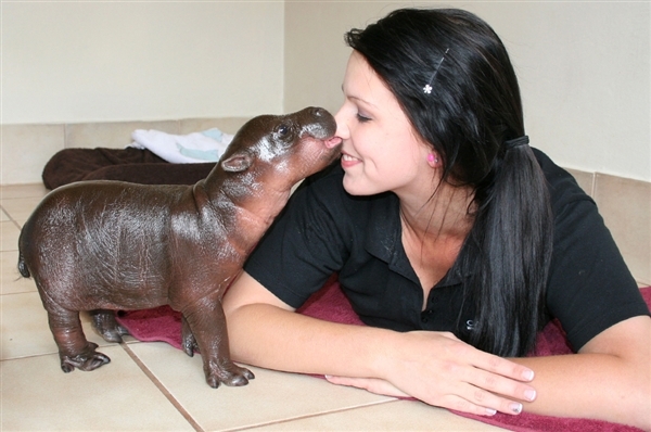 Baby Pygmy Hippo