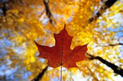 Fall leaves