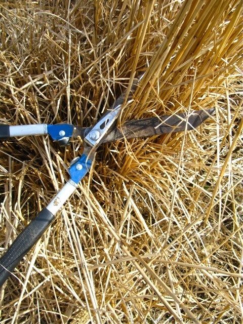 How and when to cut back ornamental grasses