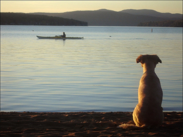 Dog picture