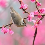 Bird and flowers