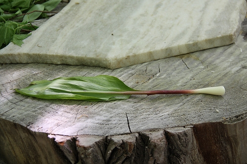 Wild leek (ramp) pickling recipe