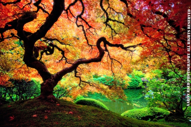 Photo by Aaron Reed