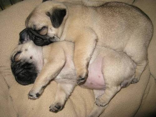 Puppy Love