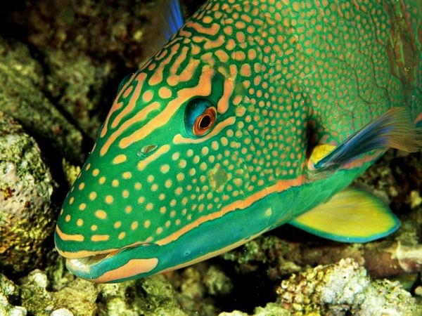 Parrot Fish