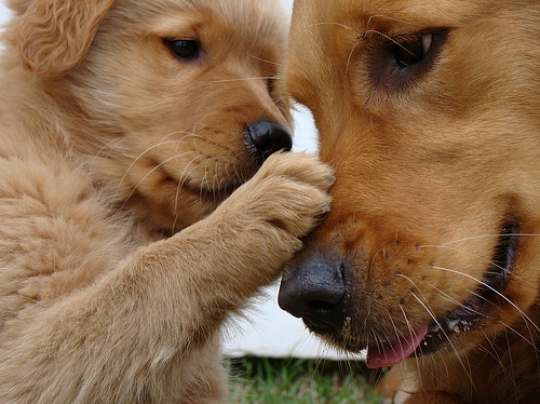 Golden retriever puppy and mom