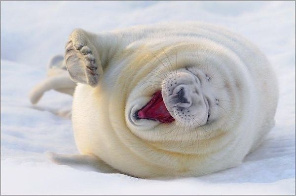 Laughing Seal