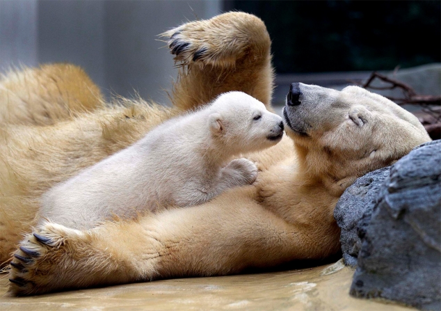 Polar bear cub with its mother